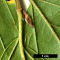 SpeciesSub: f. tomentella